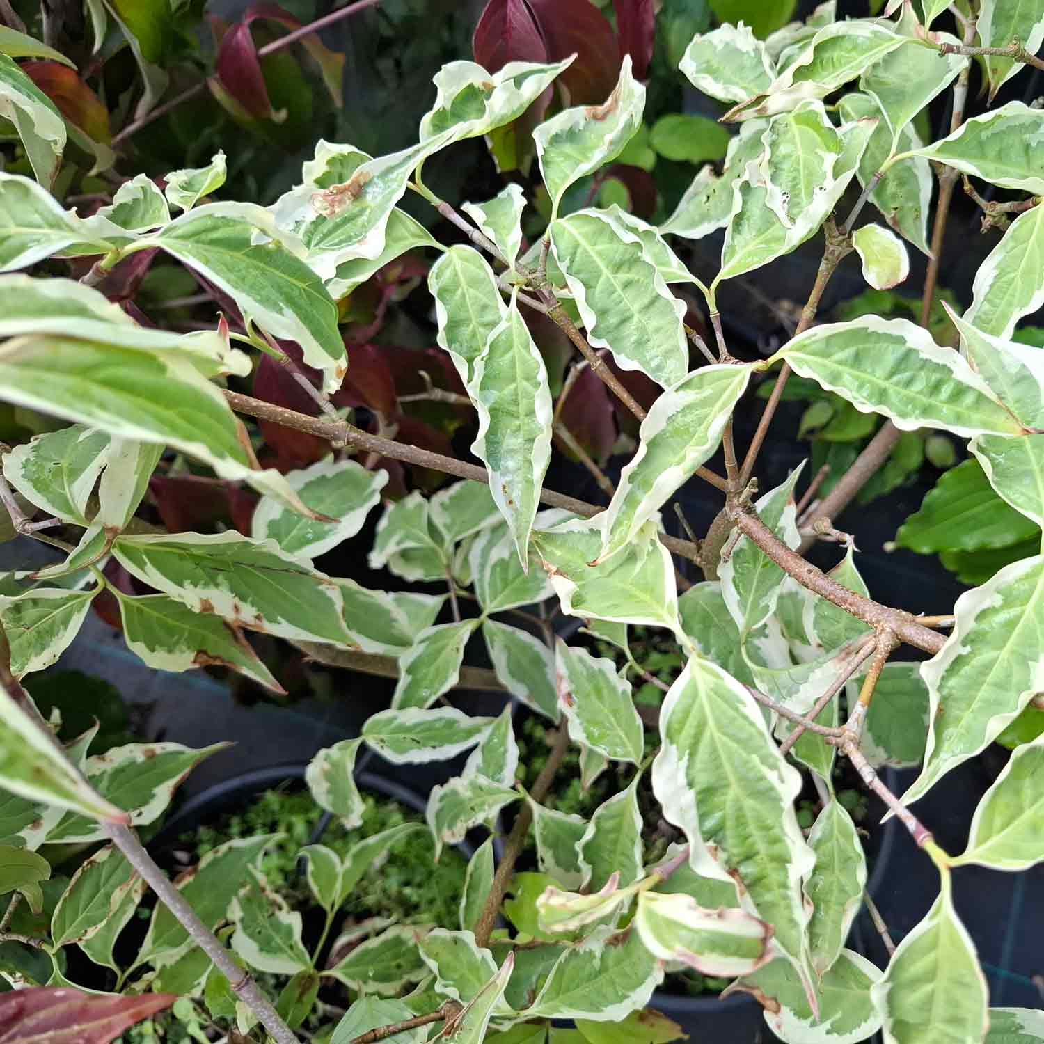 Cornus kousa Vargögon 7,5L