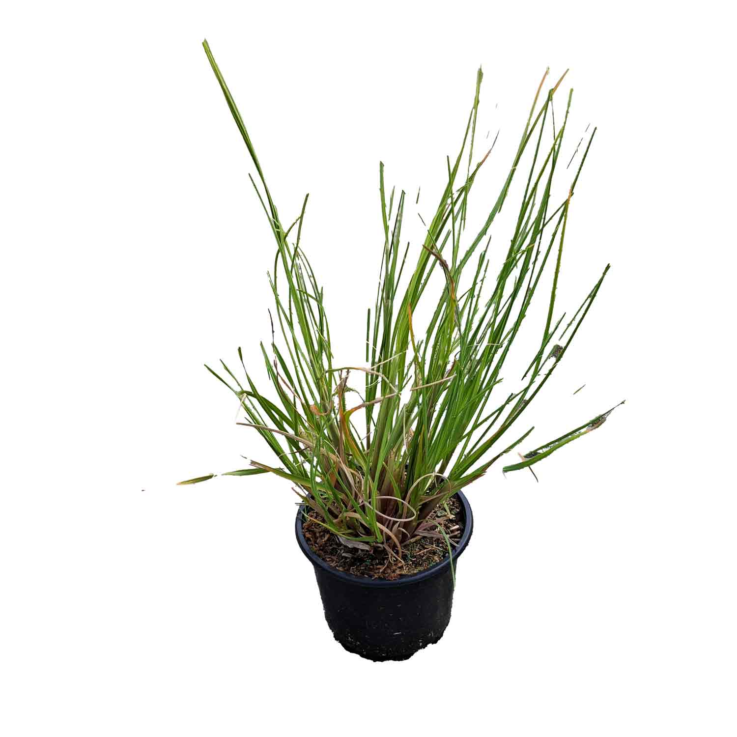 Cortaderia sell. 'Pumila' 2L