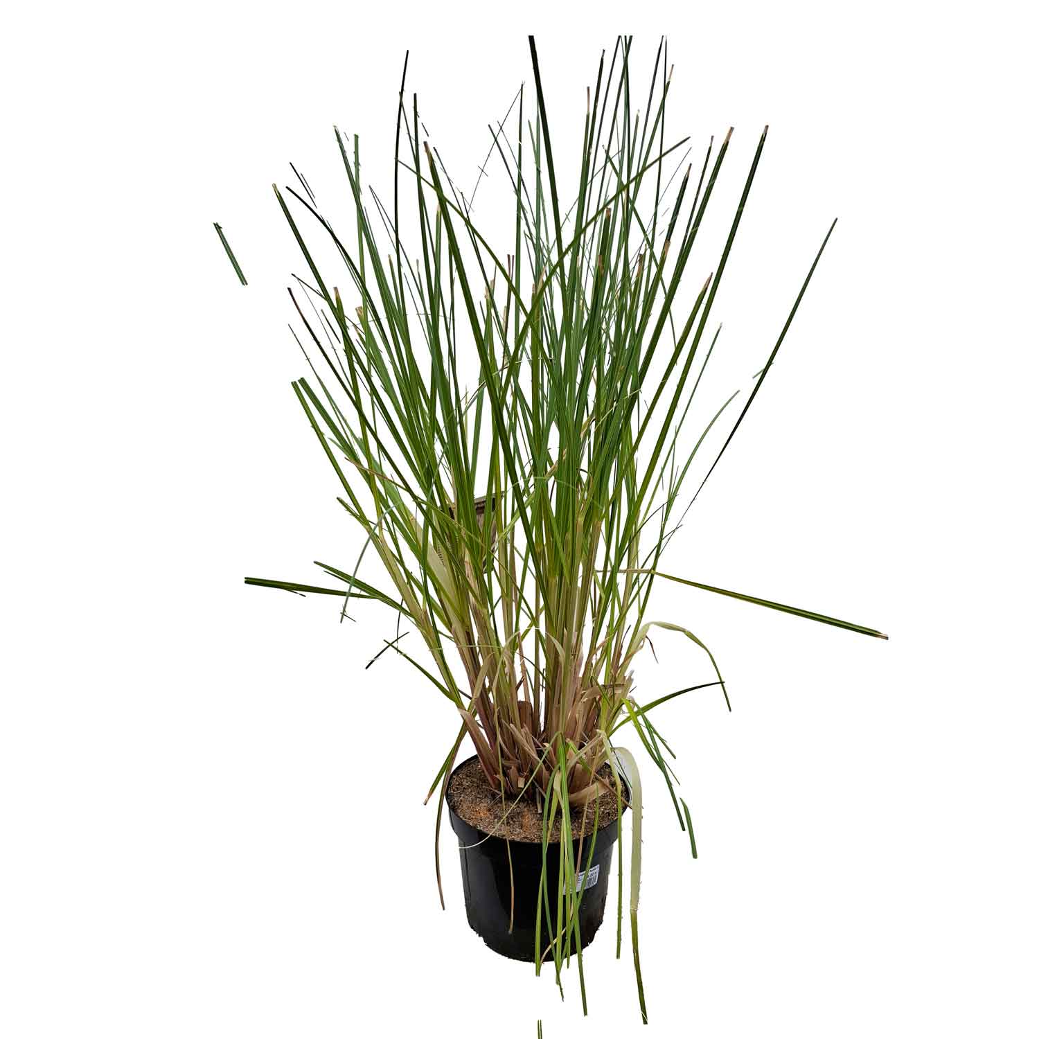 Cortaderia selloana 'Pumila' C5