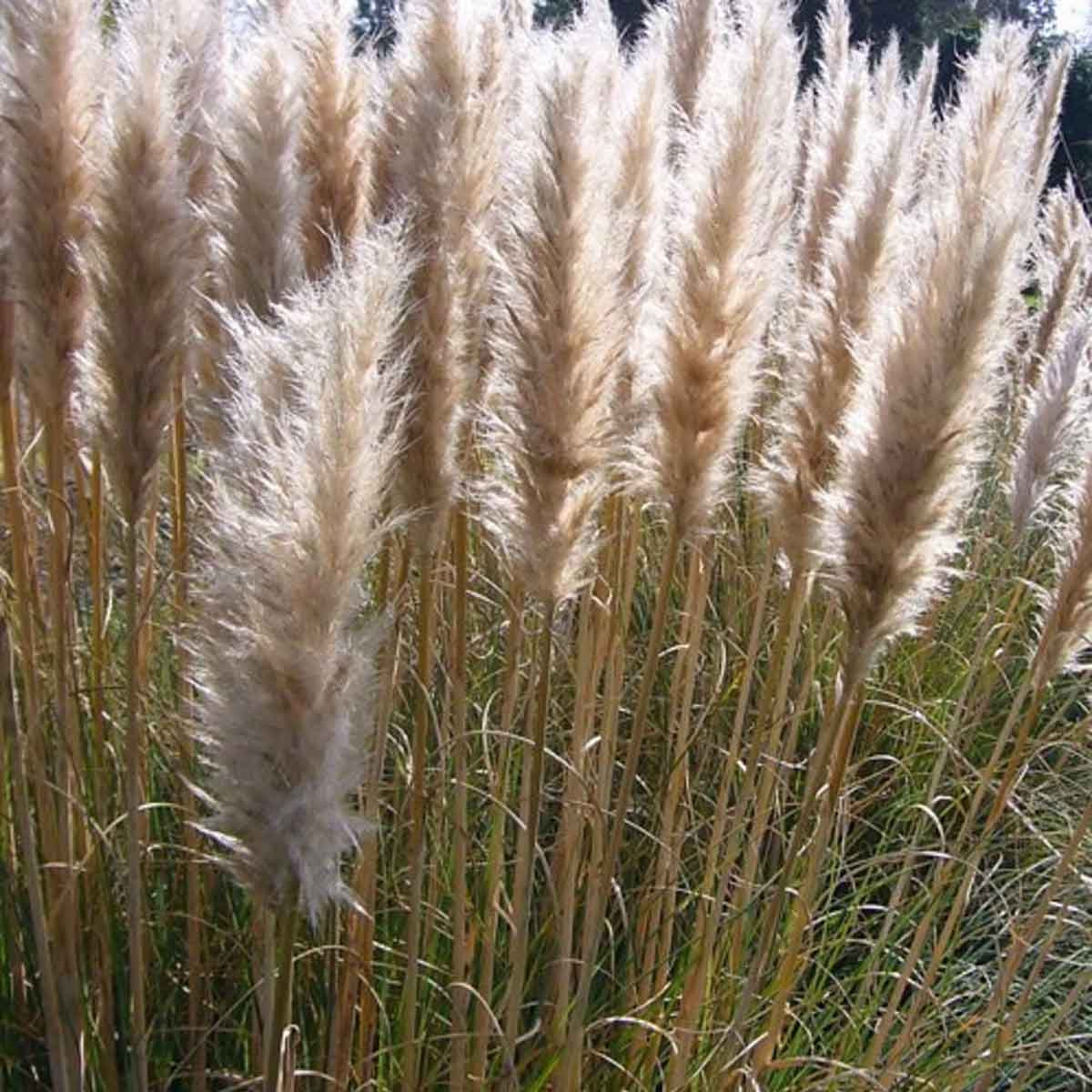 Cortaderia sell. 'Pumila' 2L