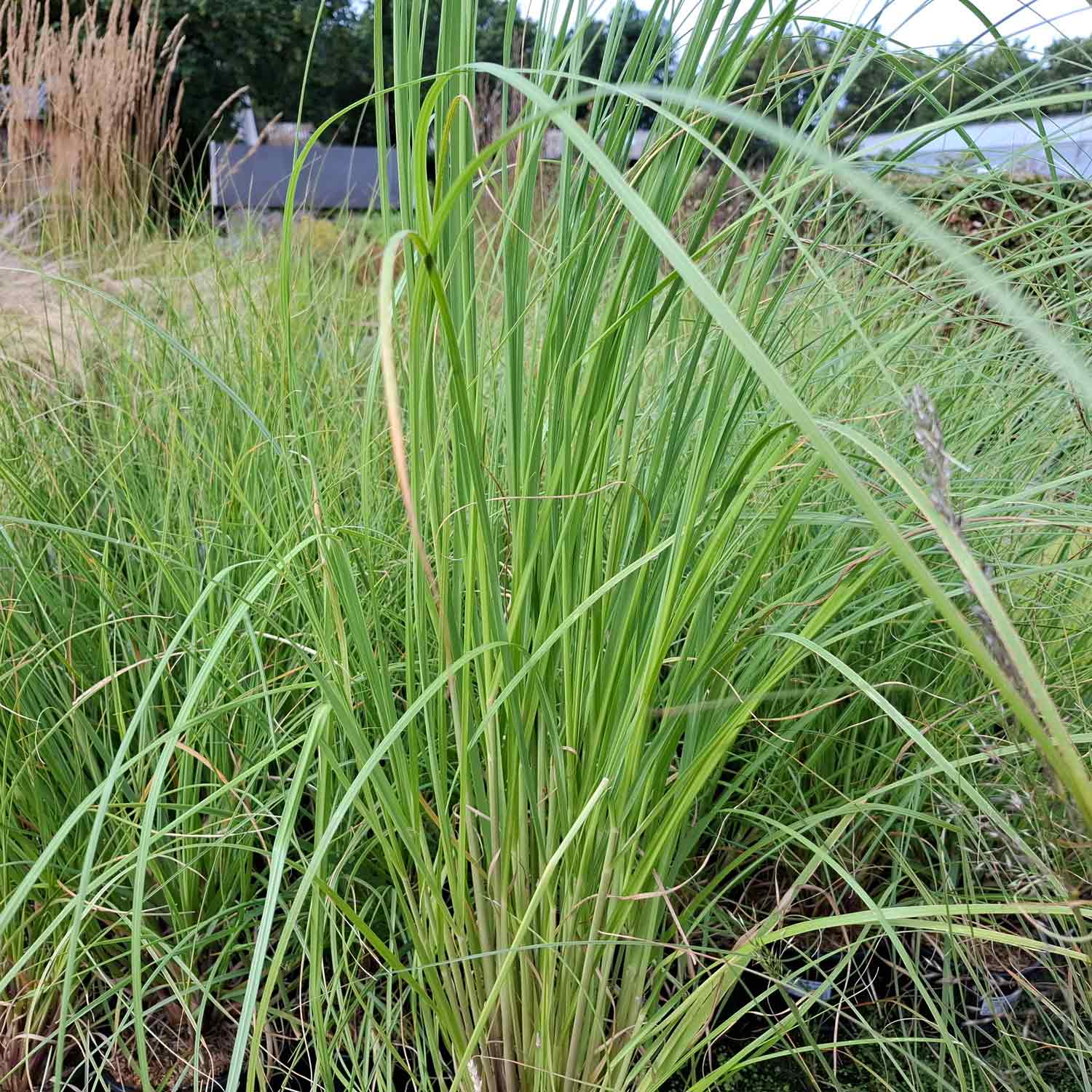 Cortaderia selloana 2L