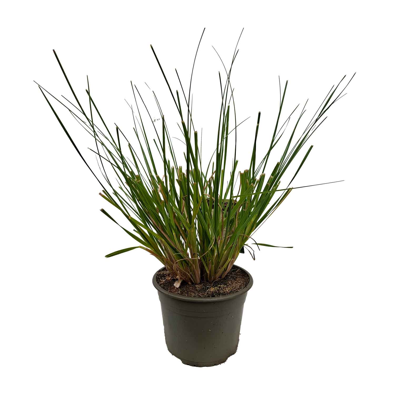 Cortaderia selloana 'Tiny Pampa' C5