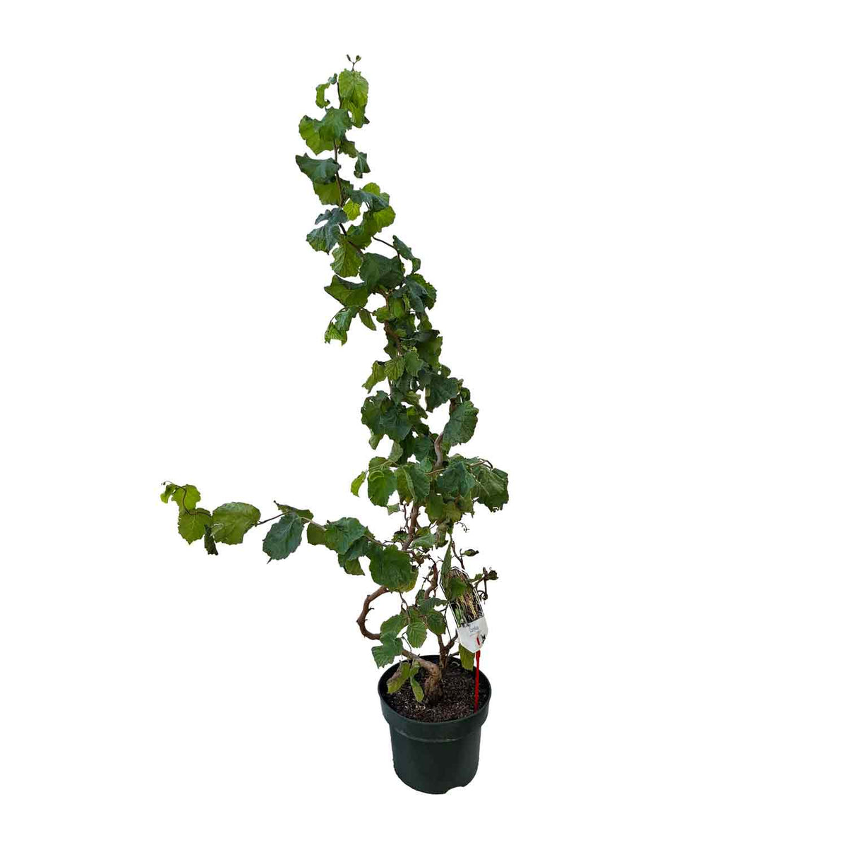 Corylus av. 'Medusa' 60/80 C5