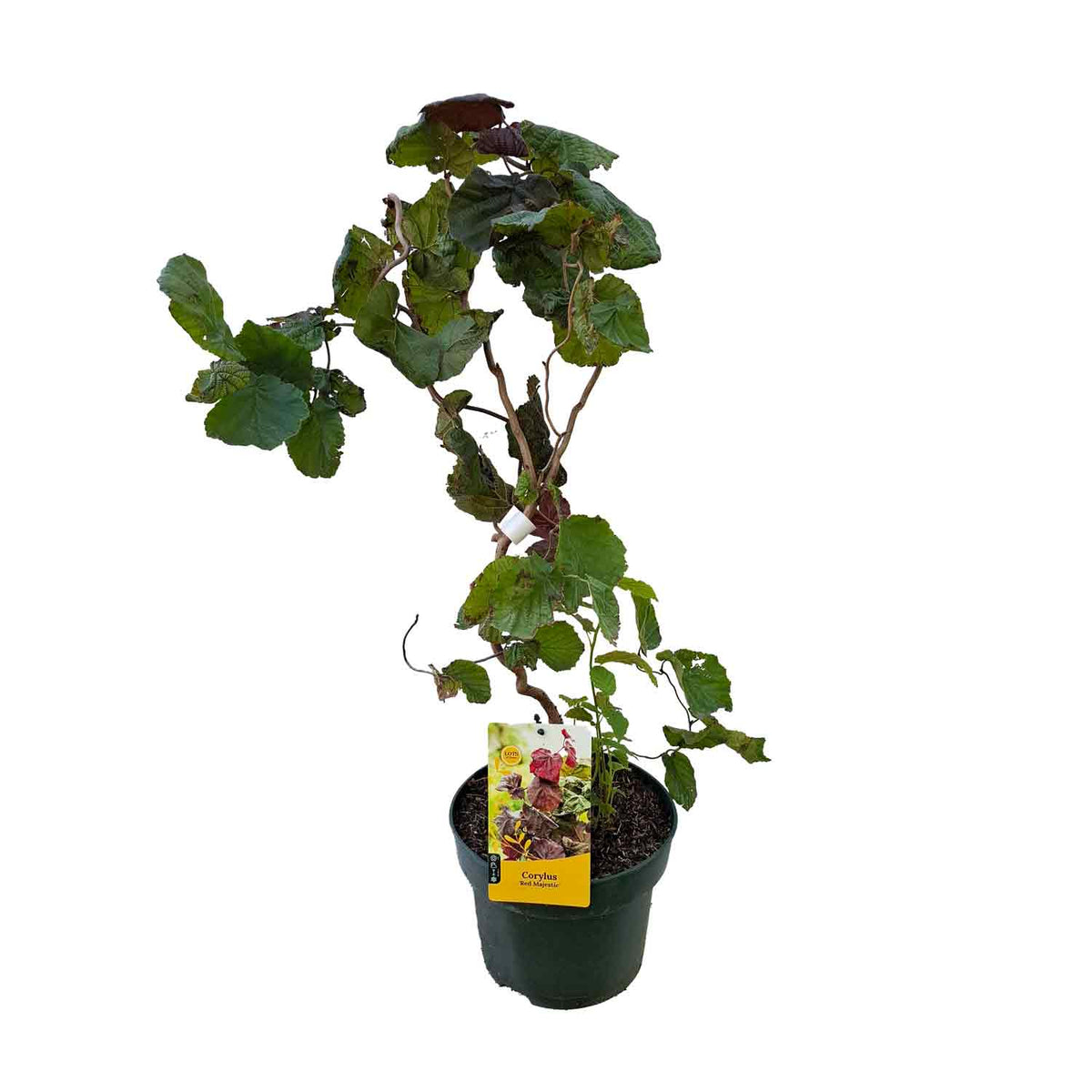 Witch hazel - Corylus avellana 'Red Majestic' 60/80 C5