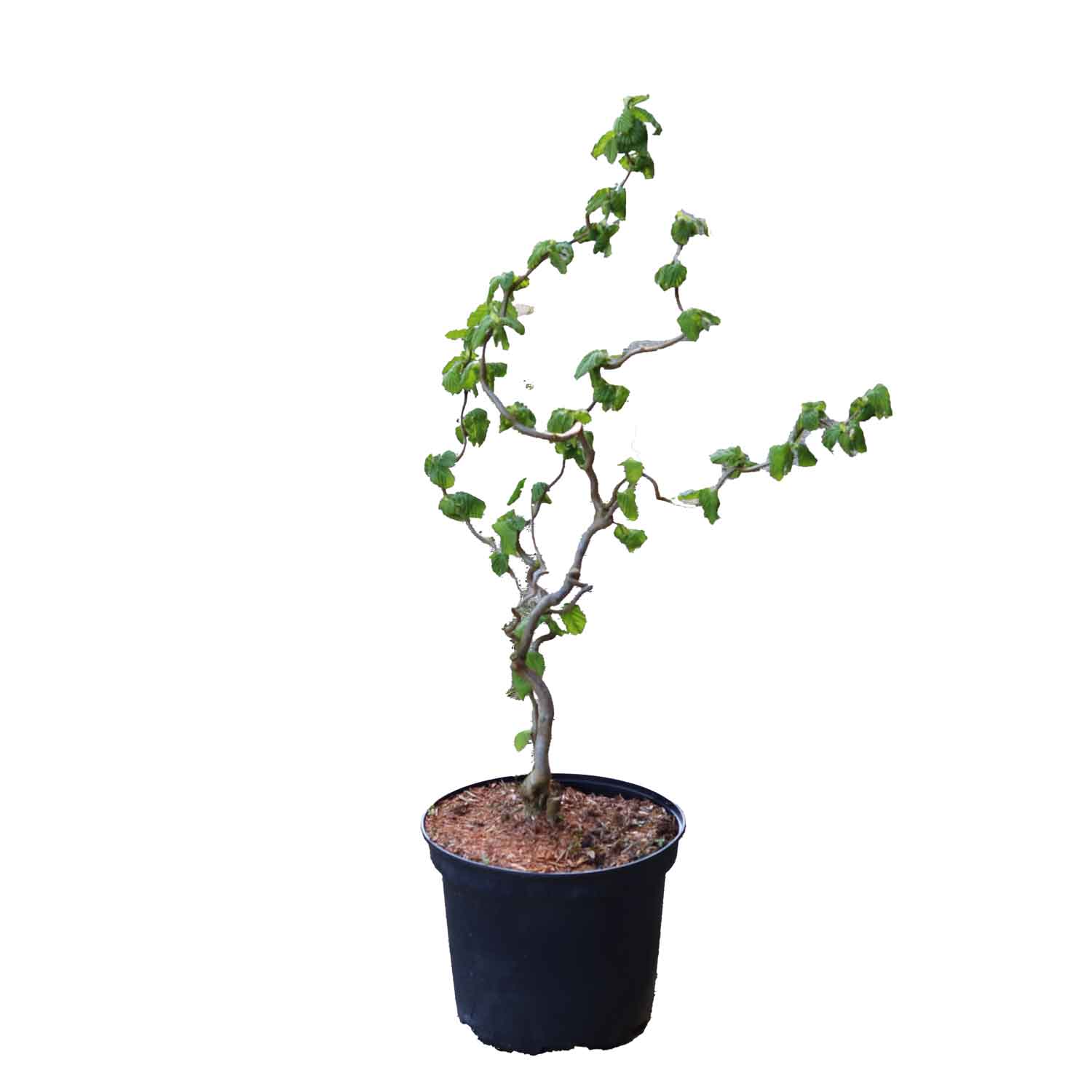 Corylus av. 'Contorta'60/- C.5