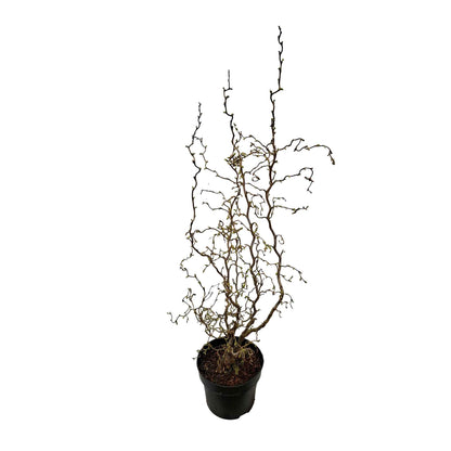 Corylus av. 'Medusa' 60/80 C5
