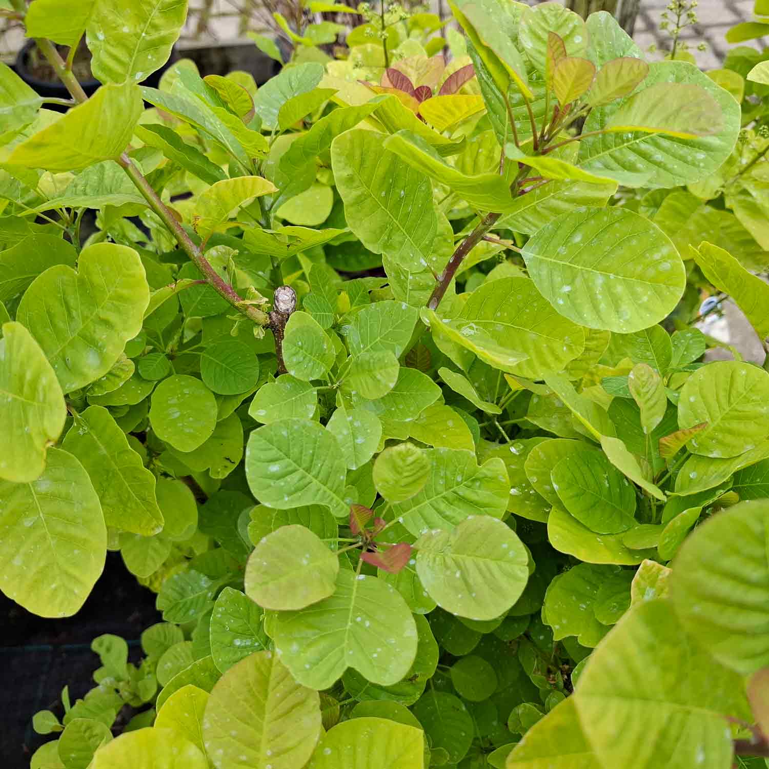 Cotinus coggygria 'Lemon Lady' ® C4,6