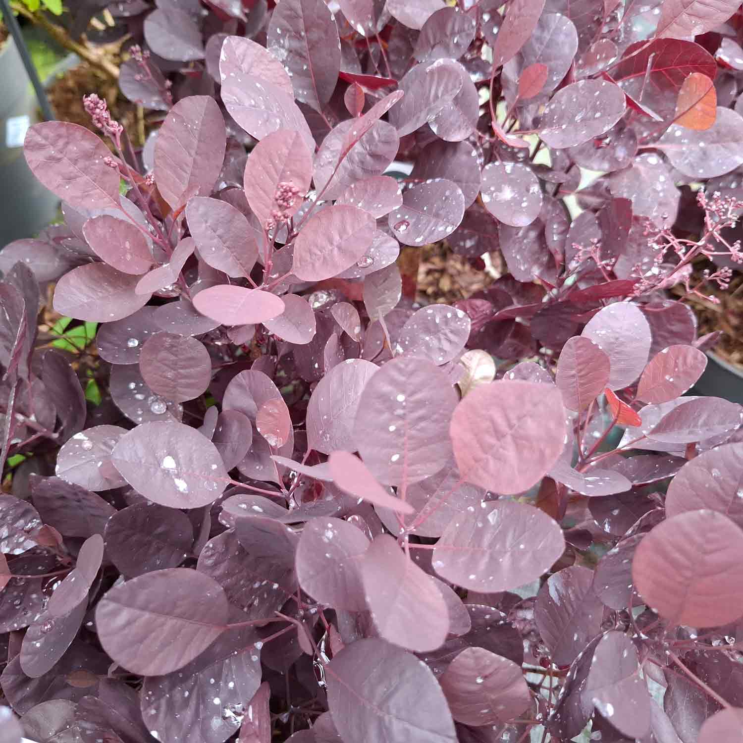Cotinus coggygria 'Lilla' ® C4,6