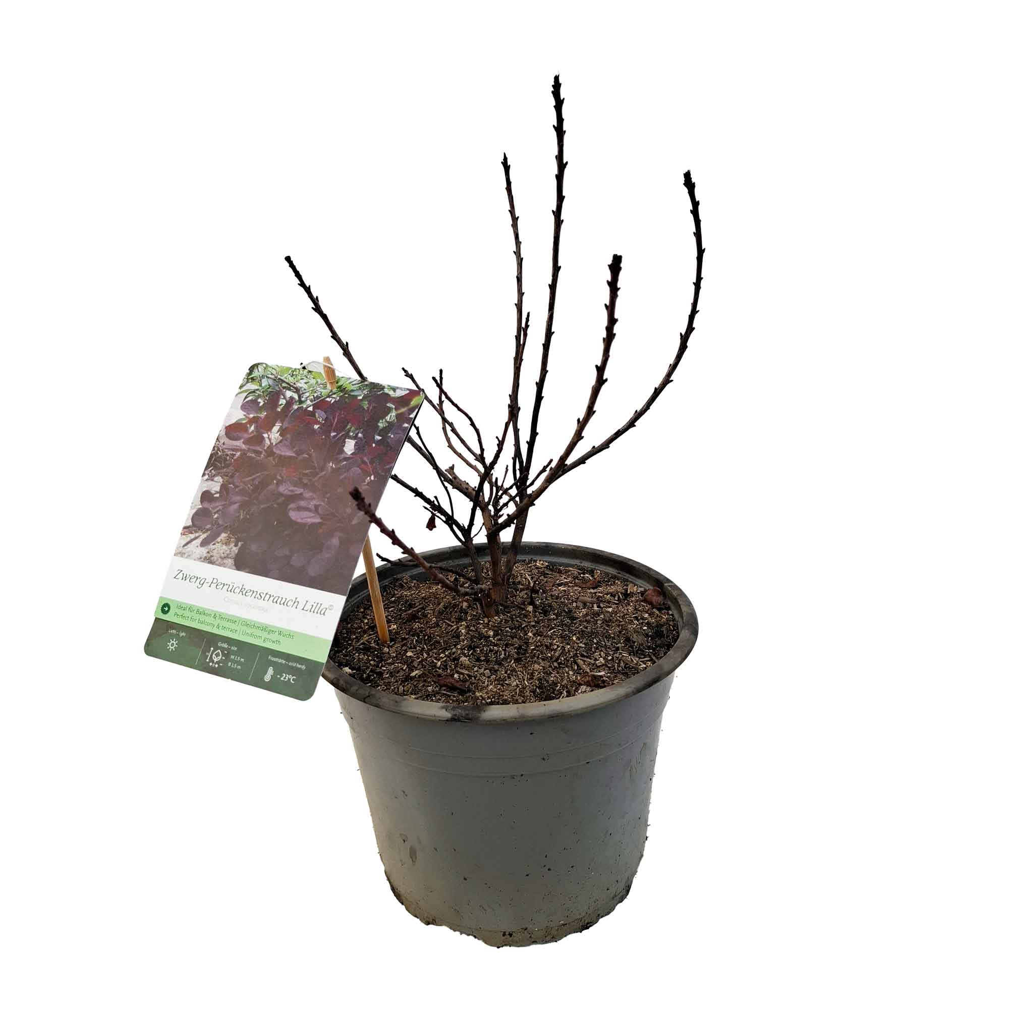 Cotinus coggyria 'Lilla' 4L