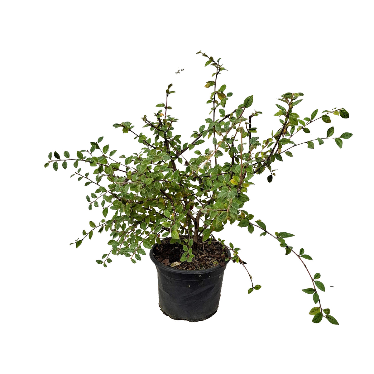 Cotoneaster franchetii 2L