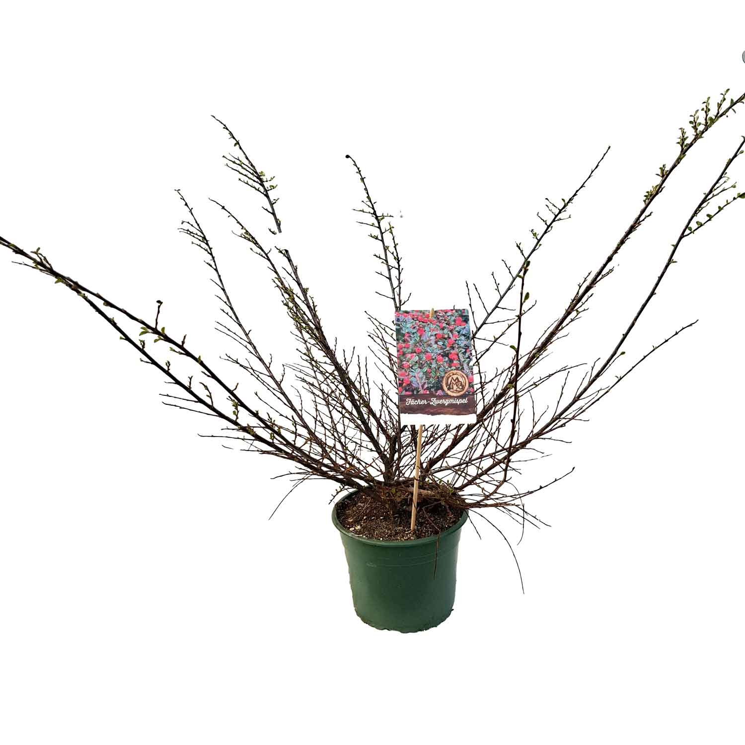 Cotoneaster horizontalis 4L