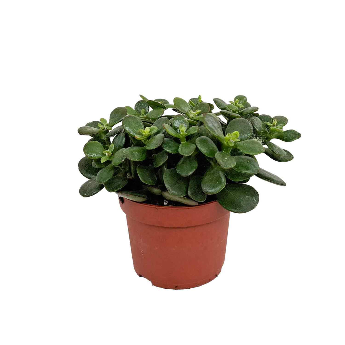 Crassula ovata 'Minor' 10,5cm