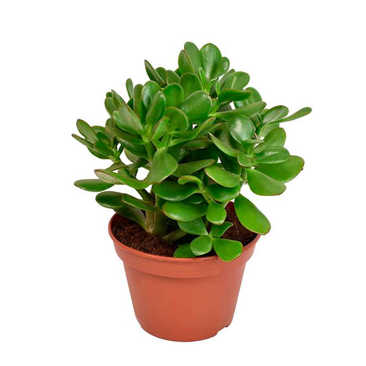 Crassula ovata 10,5cm