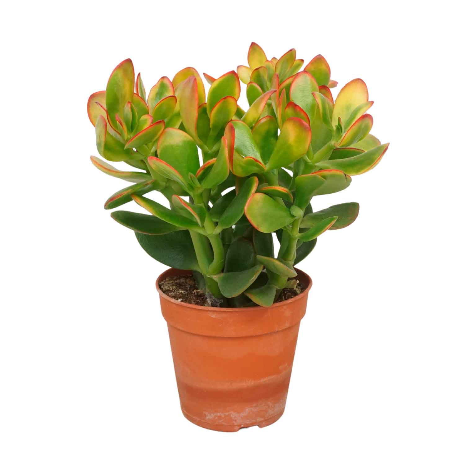Crassula ovata 'Sunset' 12cm