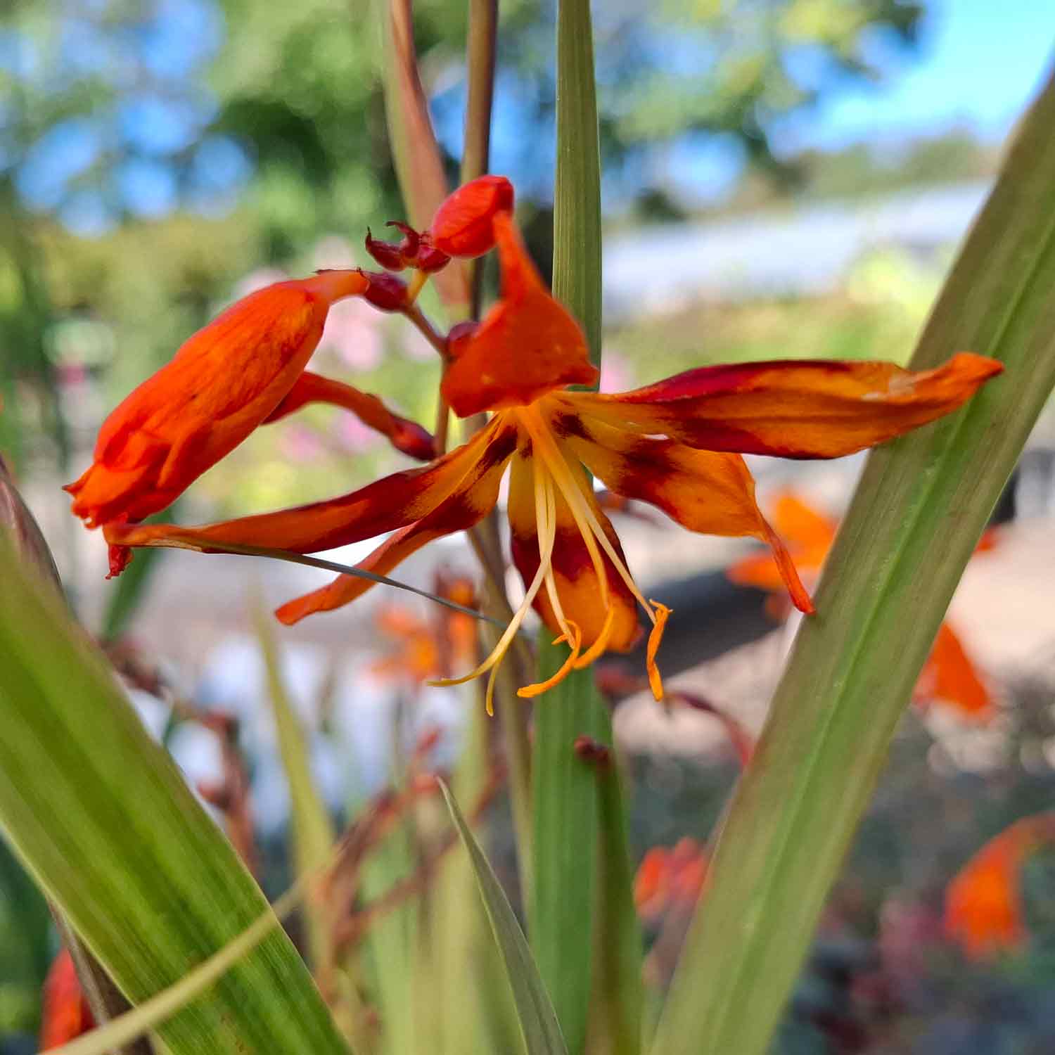 Crocosmia hybrid 'Emily Mckenzie' 1L