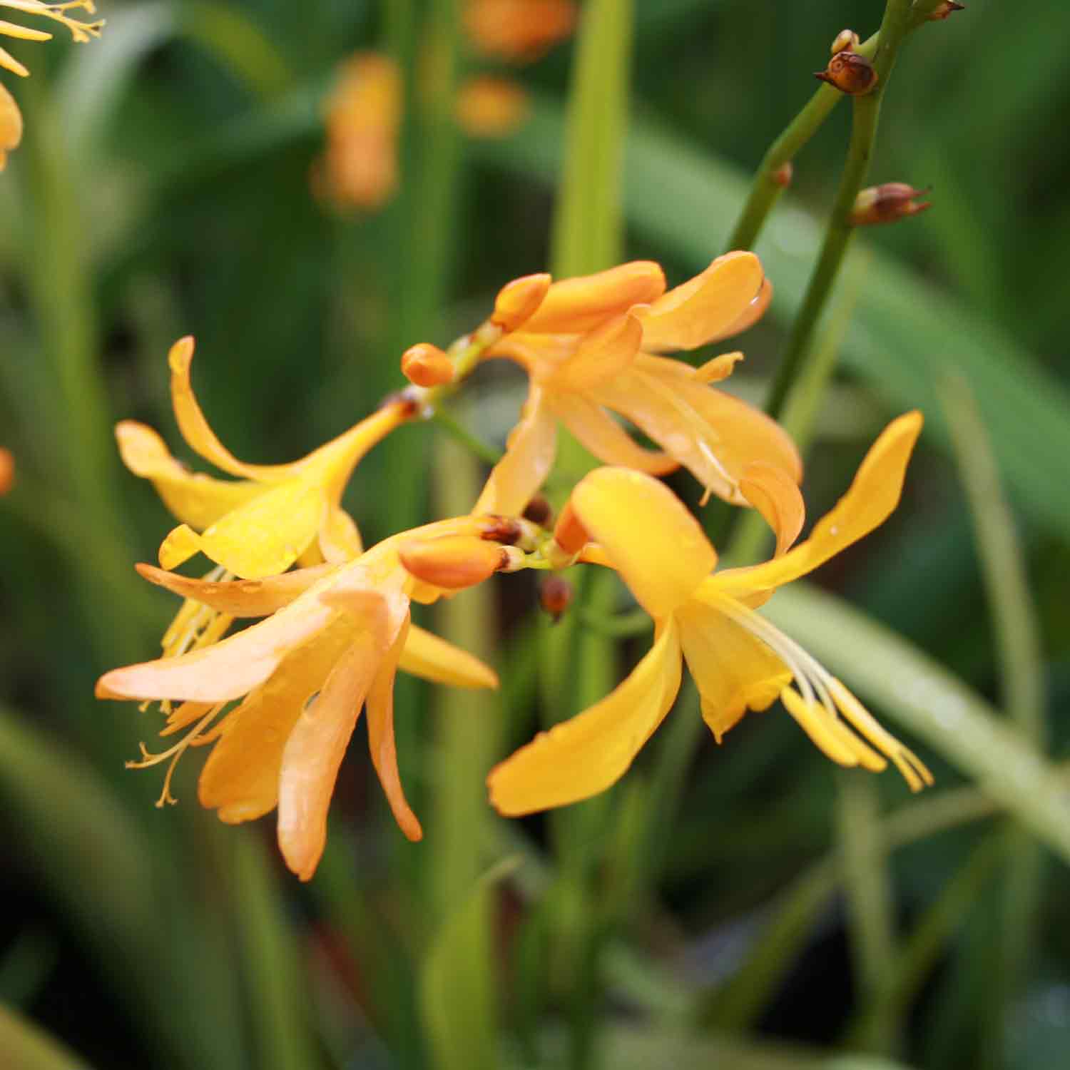 Crocosmia 'George Davidson' P9