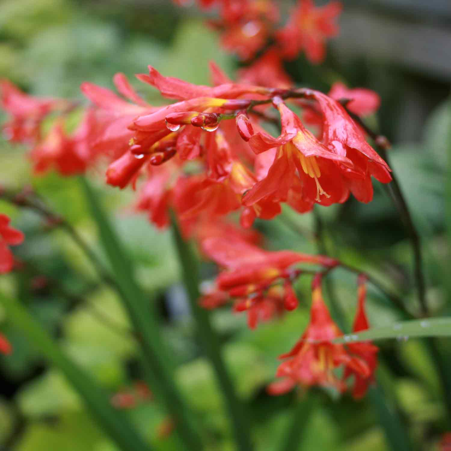 Crocosmia Red King' C3