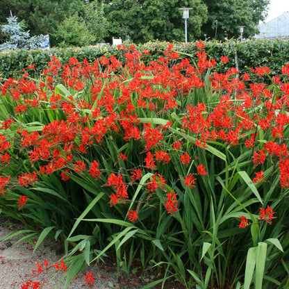 Crocosmia 'Lucifer' C3