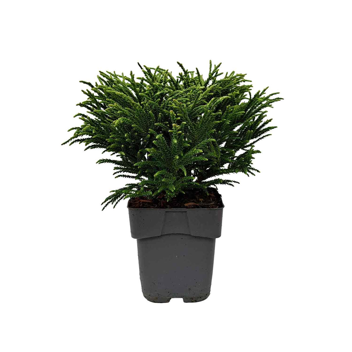 Cryptomeria japonica 'Little Champion' C2