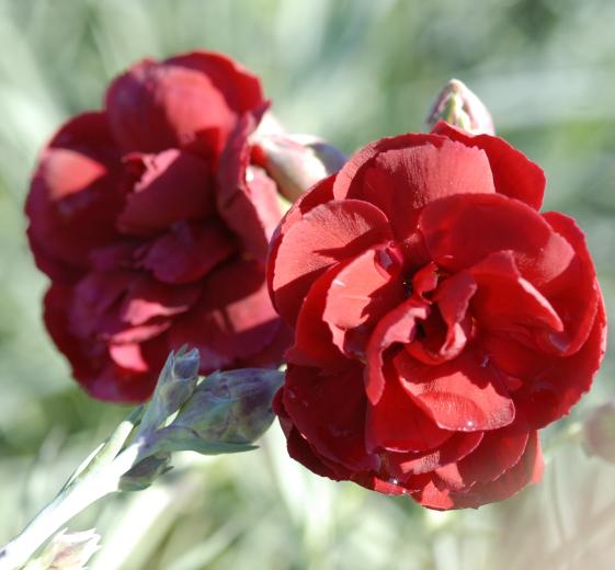 Dianthus plumarius 'Desmond' 11C