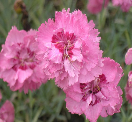 Dianthus plumarius 'Maggie' 11C