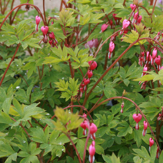 Dicentra spectabilis 2L