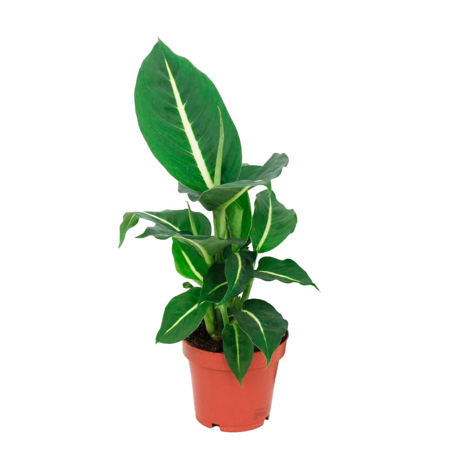 Dieffenbachia 'Green Magic' 12cm