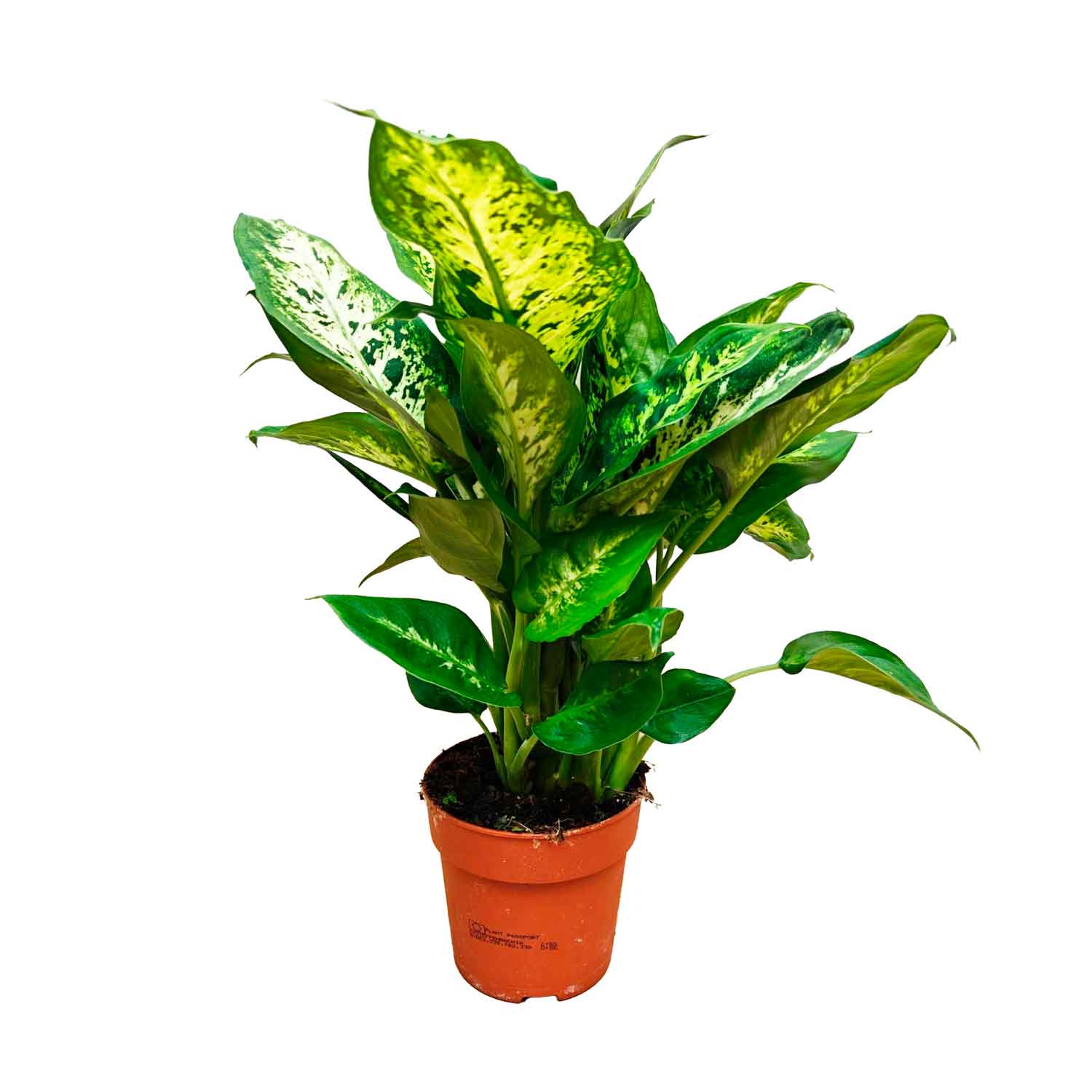 Dieffenbachia 'Compacta' 12cm