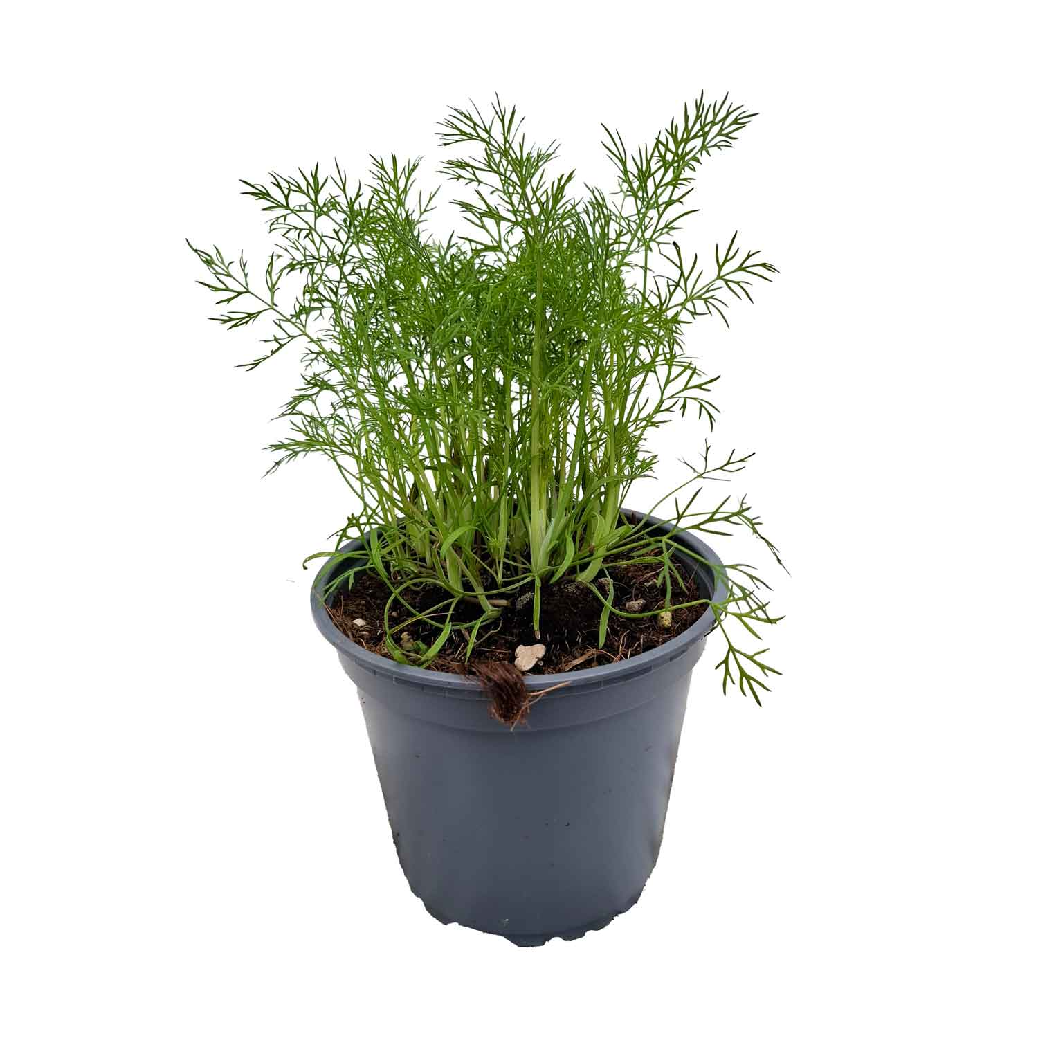DILL BUSH D14