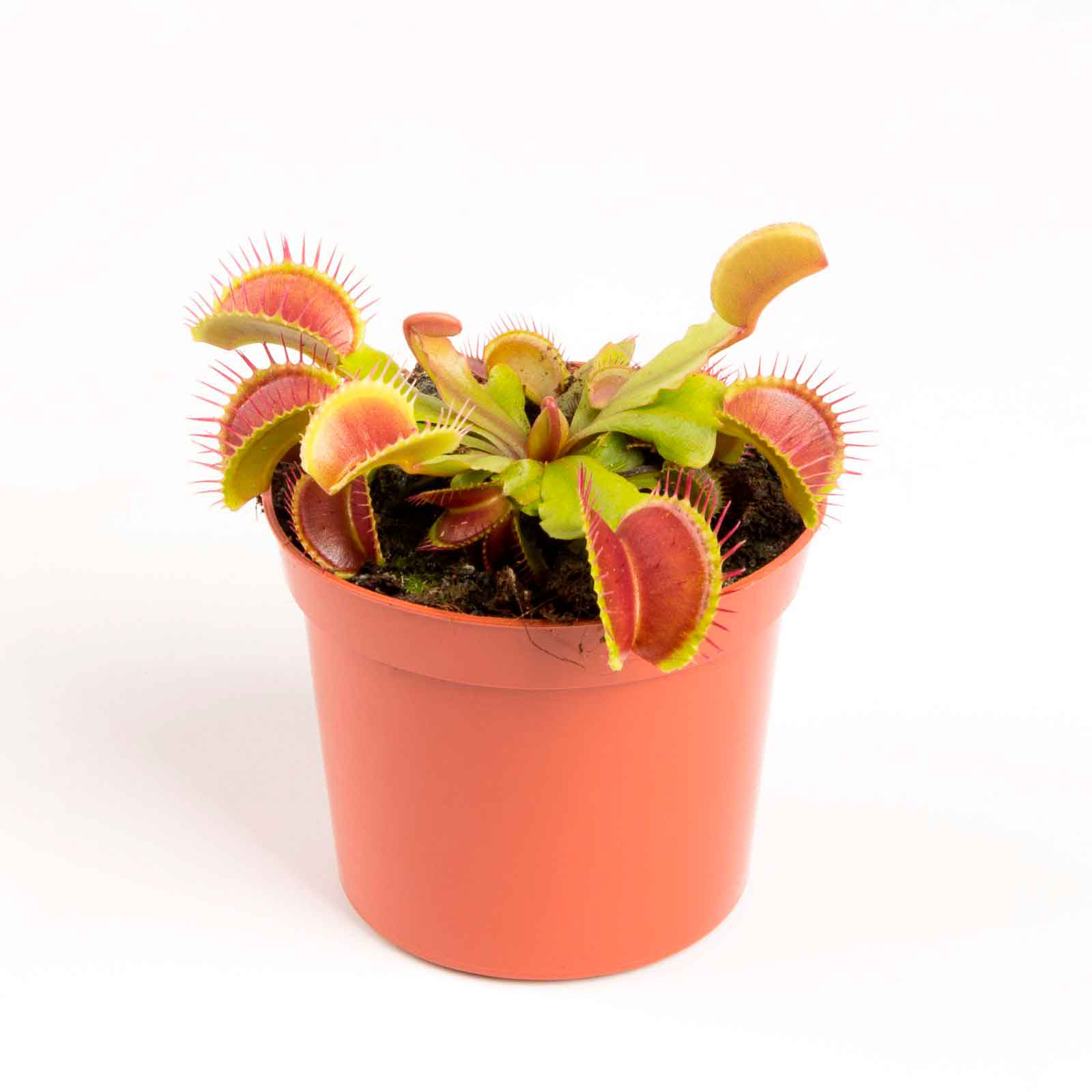 Dionaea muscipula 8,5cm
