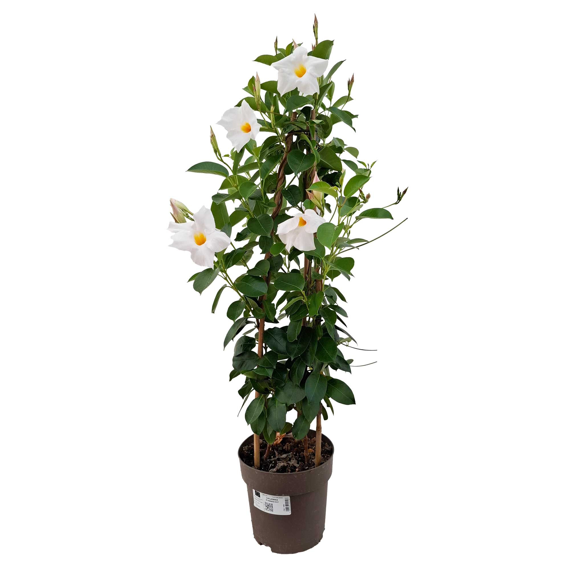 Dipladenia Pyramid D17
