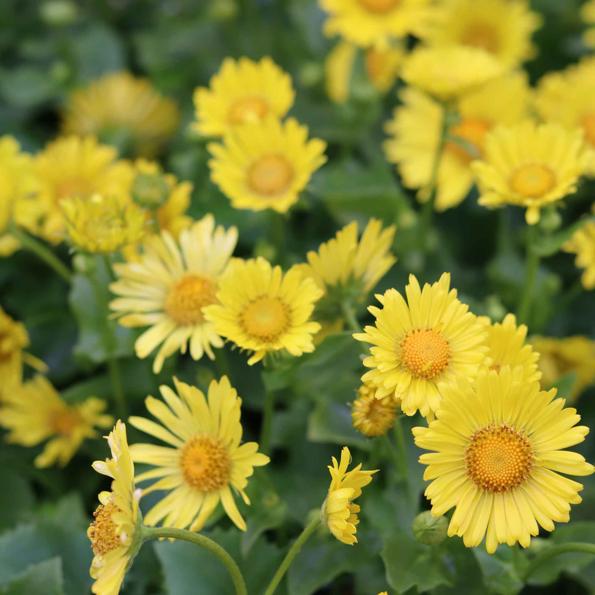 Doronicum or. 'Little Leo' P9