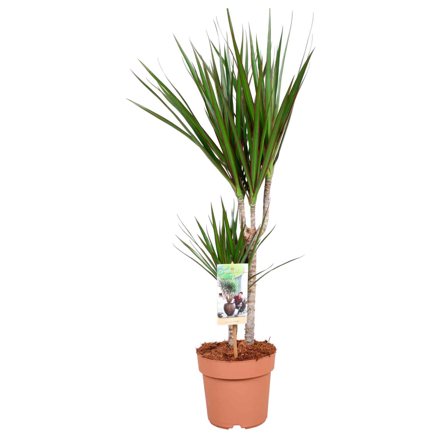 Dracaena marginata 17cm
