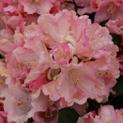 Rhododendron Yak. 'Drömland' 30/- C5