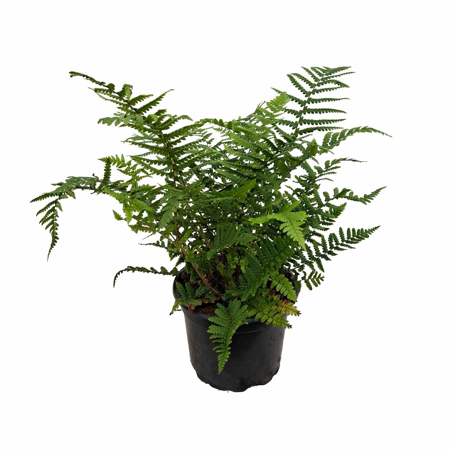 Dryopteris affinis 2L
