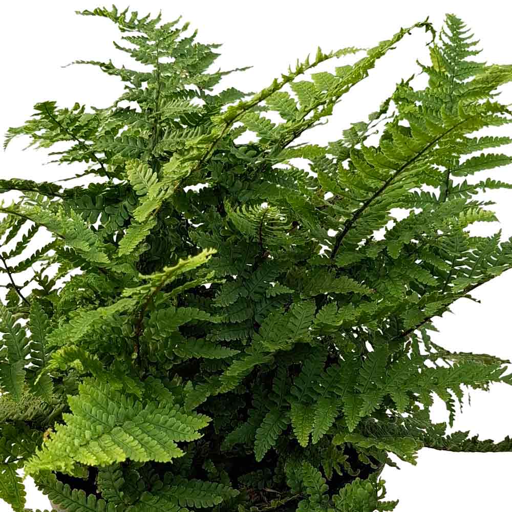 Dryopteris f.-m. 'Crispa Cristata' P9