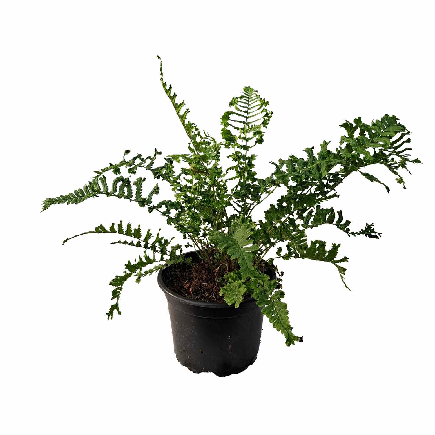Dryopteris affinis cristata The King 2L