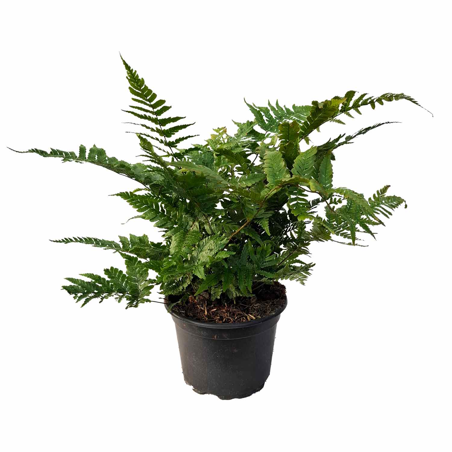 Dryopteris erythrosora 2L
