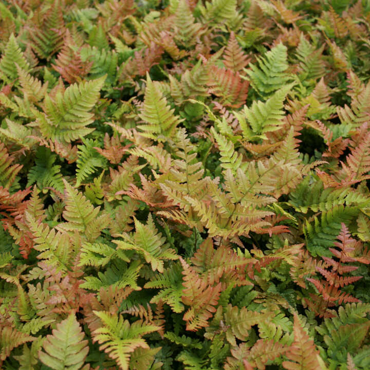 Dryopteris Erythrosora 3 L Pot