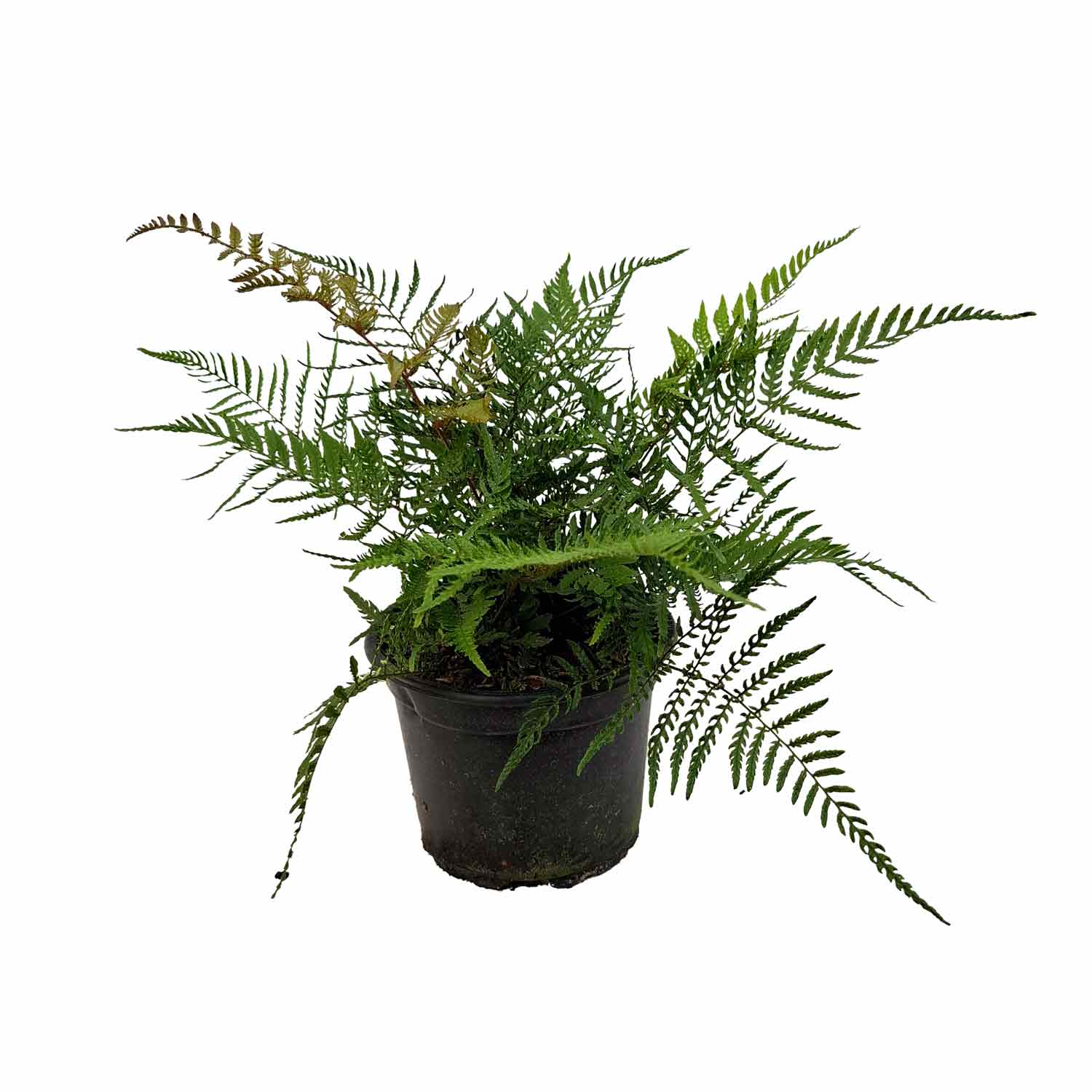 Dryopteris erythrosora prolifica 2L