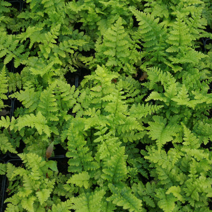 Dryopteris filix-mas P9