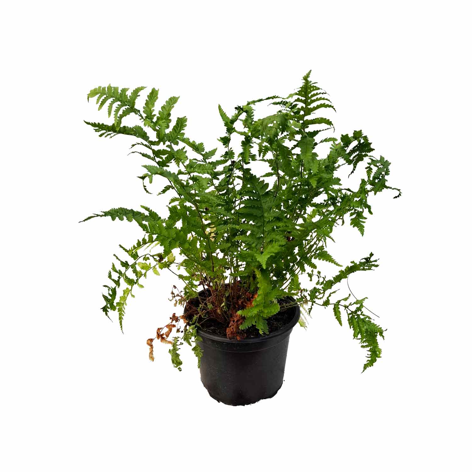 Dryopteris filix-mas 2L