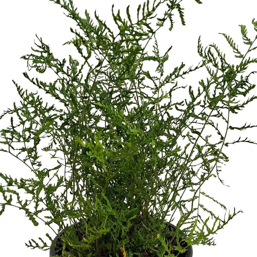 Dryopteris f.-m. 'Lin. Polydactyla' P9