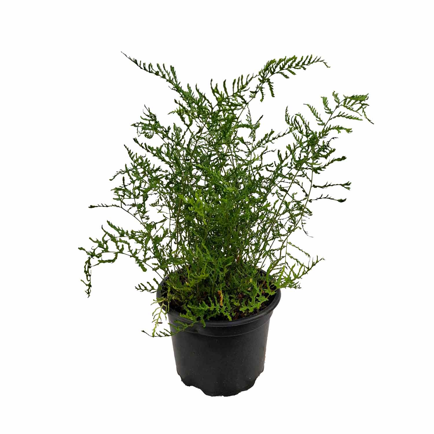 Dryopteris filix-mas 'Lin. Polydactyla' 2L