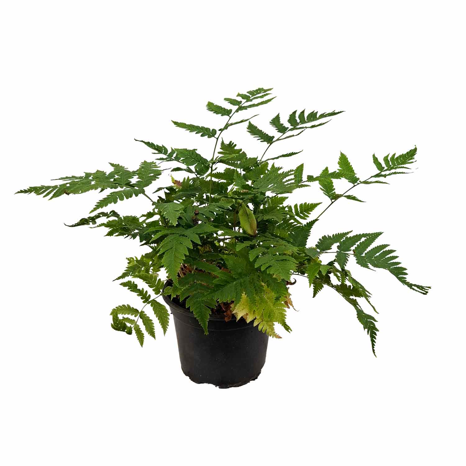 Dryopteris goldiana 2L