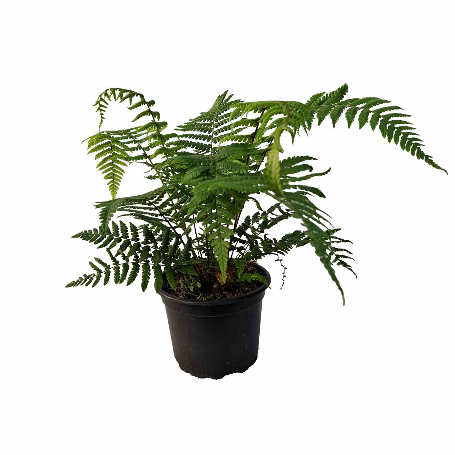 Dryopteris wallichiana 2L