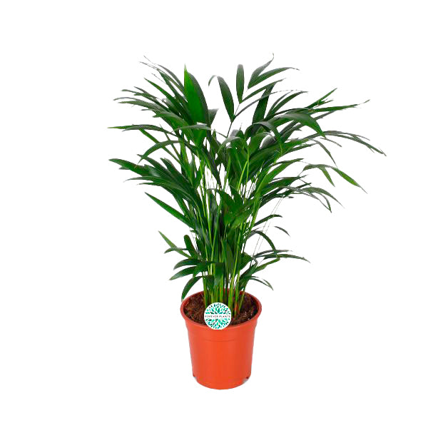 Dypsis lutescens 17cm