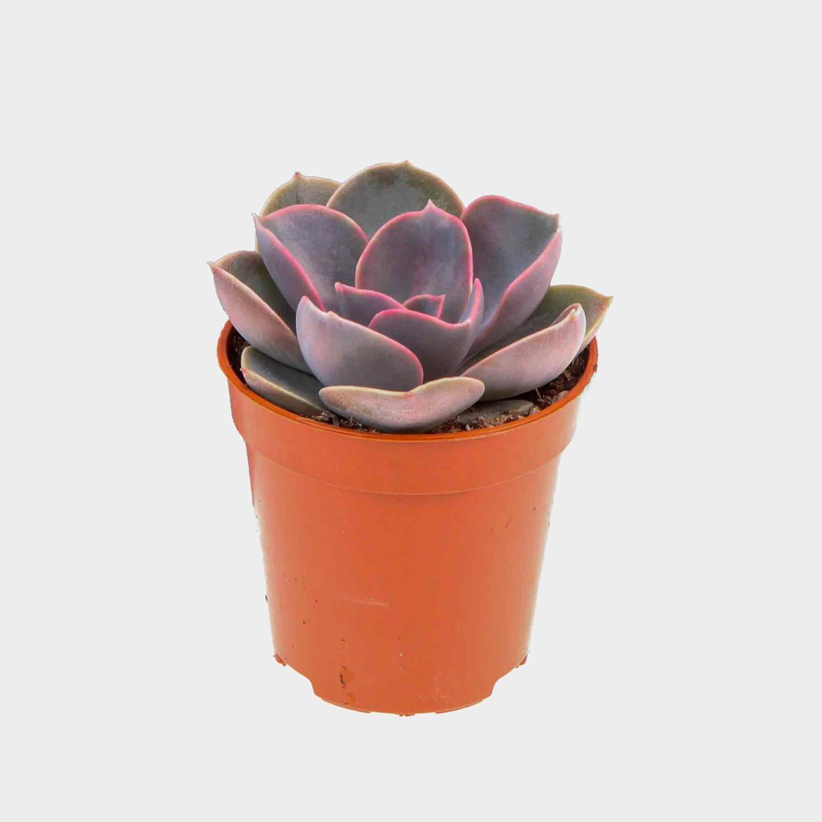Echeveria 'Perle von Nurnberg' 5,5cm