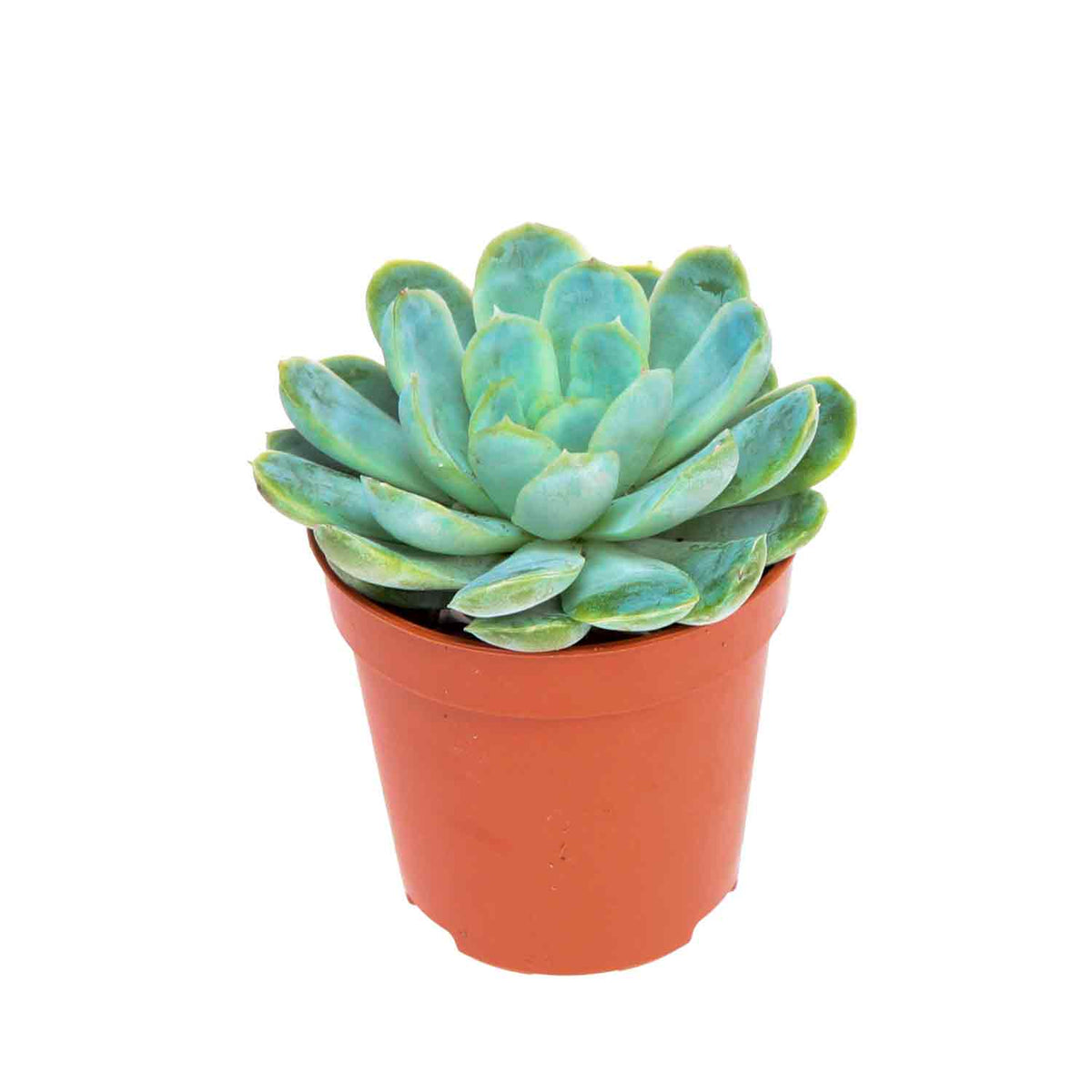 Echeveria elegans 5,5cm