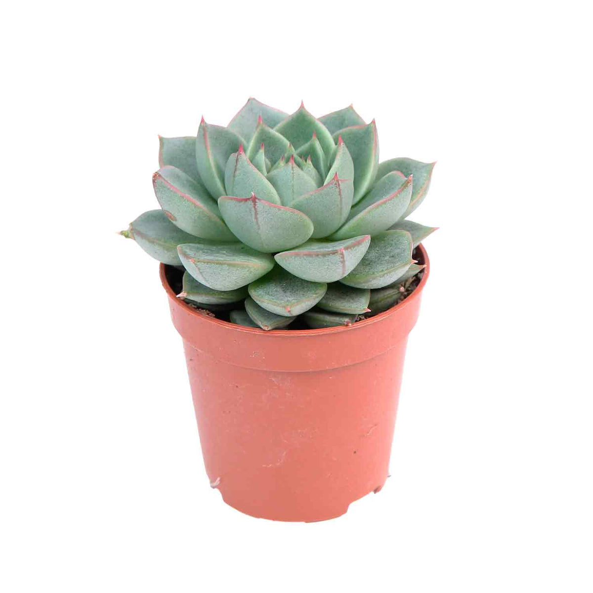 Echeveria Fabiola 5,5cm